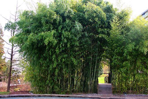 bambus china