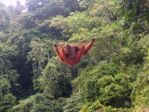 Orang Utans auf Sumatra