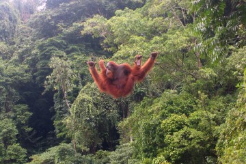 Orang Utans auf Sumatra