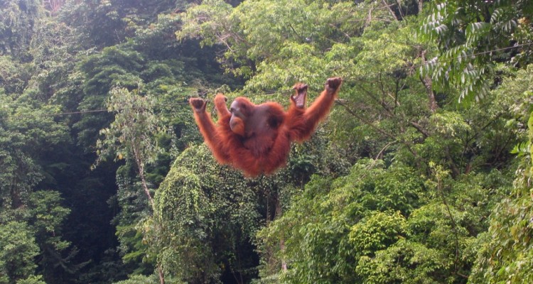 Orang Utans auf Sumatra