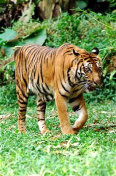 Sumatra Tiger - Indonesien