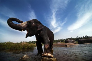 Indischer Elefant - Indonesien
