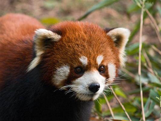 Kleiner Panda auch "roter Panda" genannt - China