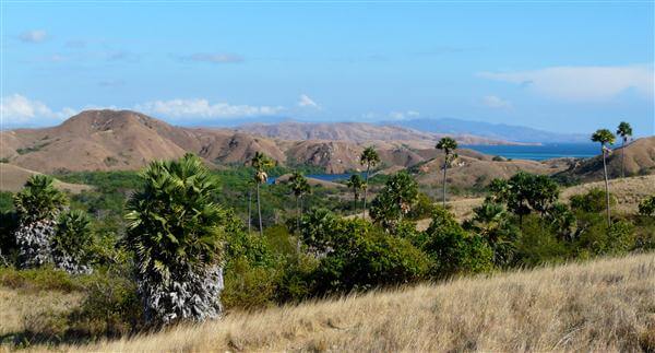 Komodo - Indonesien