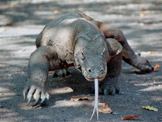 Komodowaran - Indonesien