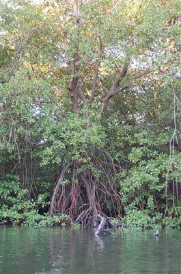 Mangroven in Indonesien