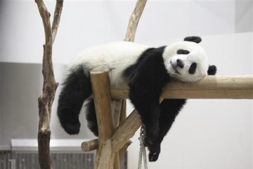 Panda beim Relaxen - China