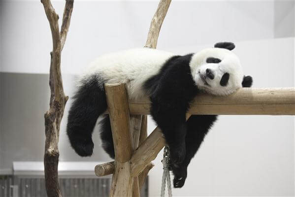 Auch ein Panda in der Aufzuchtstation Chengdu darf sich ausruhen ;-)