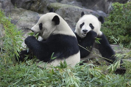 Panda Aufzuchtstation in Chengdu, China ☀_☀ zum Streicheln niedlich