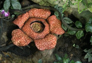 Orchidee  Rafflesia - Indonesien