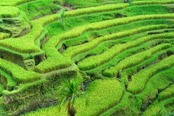 Reisterrassen - Indonesien