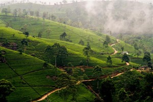 Gebirge mit Teeplantagen - Sri Lanka