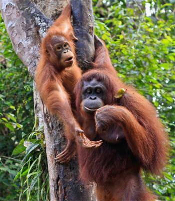 Zwei Orang-Utans, Sumatra - Indonesien