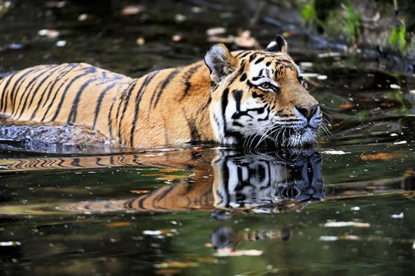 Sumatra Tiger - Indonesien