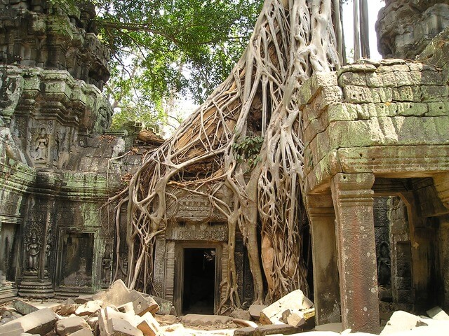 Die Natur nimmt Angkor Wat ein