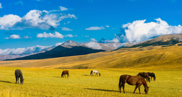 Steppe Zentralasien