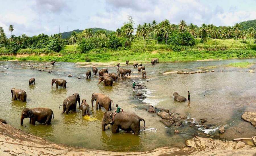 elephant orphanage pinnawala