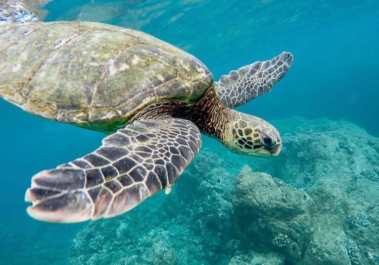 schnorcheln schildkröten gili air