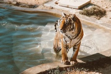 Sumatra-Tiger Indonesien