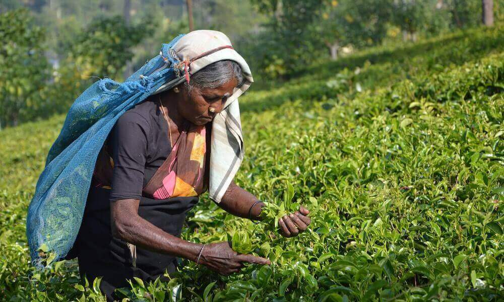 Ceylon Tee Plantage Sri Lanka