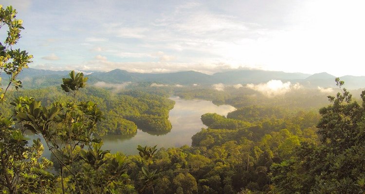 forest tropical malaysia